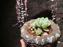 Load image into Gallery viewer, Set M (rooted with pot) | 组合M (已服盆)