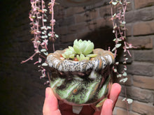 Load image into Gallery viewer, Set M (rooted with pot) | 组合M (已服盆)