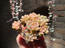 Load image into Gallery viewer, Set M (rooted with pot) | 组合M (已服盆)