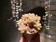 Load image into Gallery viewer, Set M (rooted with pot) | 组合M (已服盆)