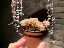 Load image into Gallery viewer, Set M (rooted with pot) | 组合M (已服盆)