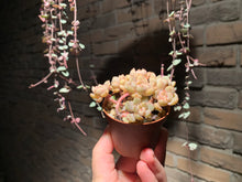 Load image into Gallery viewer, Set M (rooted with pot) | 组合M (已服盆)