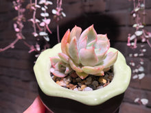 Load image into Gallery viewer, Set M (rooted with pot) | 组合M (已服盆)