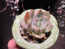 Load image into Gallery viewer, Set M (rooted with pot) | 组合M (已服盆)