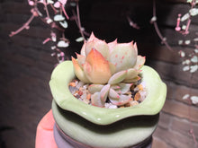 Load image into Gallery viewer, Set M (rooted with pot) | 组合M (已服盆)