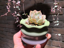 Load image into Gallery viewer, Set M (rooted with pot) | 组合M (已服盆)