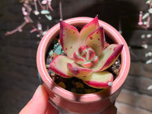 Load image into Gallery viewer, Set M (rooted with pot) | 组合M (已服盆)