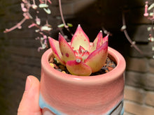 Load image into Gallery viewer, Set M (rooted with pot) | 组合M (已服盆)