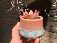 Load image into Gallery viewer, Set M (rooted with pot) | 组合M (已服盆)