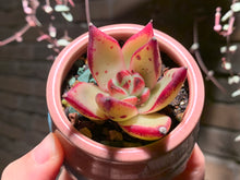 Load image into Gallery viewer, Set M (rooted with pot) | 组合M (已服盆)