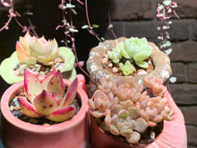 Load image into Gallery viewer, Set M (rooted with pot) | 组合M (已服盆)