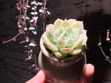 Load image into Gallery viewer, Set N (rooted with pot) | 组合N (已服盆)