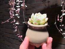 Load image into Gallery viewer, Set N (rooted with pot) | 组合N (已服盆)