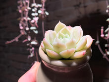 Load image into Gallery viewer, Set N (rooted with pot) | 组合N (已服盆)