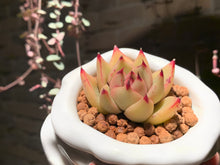 Load image into Gallery viewer, Set N (rooted with pot) | 组合N (已服盆)