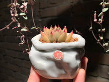 Load image into Gallery viewer, Set N (rooted with pot) | 组合N (已服盆)