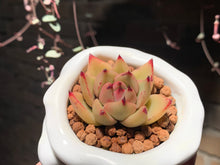 Load image into Gallery viewer, Set N (rooted with pot) | 组合N (已服盆)