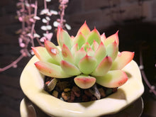 Load image into Gallery viewer, Set N (rooted with pot) | 组合N (已服盆)