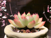 Load image into Gallery viewer, Set N (rooted with pot) | 组合N (已服盆)