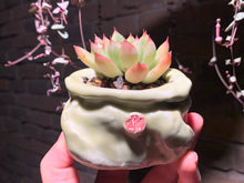 Load image into Gallery viewer, Set N (rooted with pot) | 组合N (已服盆)