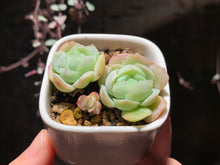 Load image into Gallery viewer, Set N (rooted with pot) | 组合N (已服盆)