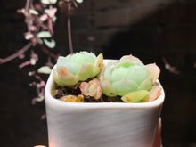 Load image into Gallery viewer, Set N (rooted with pot) | 组合N (已服盆)