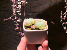 Load image into Gallery viewer, Set N (rooted with pot) | 组合N (已服盆)