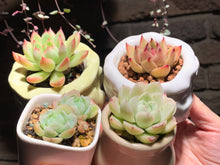 Load image into Gallery viewer, Set N (rooted with pot) | 组合N (已服盆)