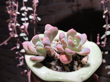 Load image into Gallery viewer, Set O (rooted with pot) | 组合O (已服盆)