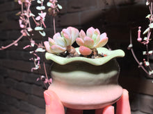 Load image into Gallery viewer, Set O (rooted with pot) | 组合O (已服盆)