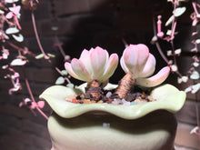 Load image into Gallery viewer, Set O (rooted with pot) | 组合O (已服盆)