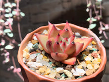 Load image into Gallery viewer, Set O (rooted with pot) | 组合O (已服盆)