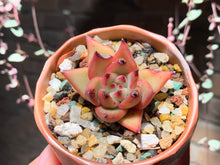 Load image into Gallery viewer, Set O (rooted with pot) | 组合O (已服盆)