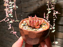 Load image into Gallery viewer, Set O (rooted with pot) | 组合O (已服盆)