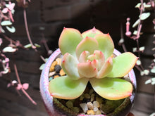 Load image into Gallery viewer, Set O (rooted with pot) | 组合O (已服盆)