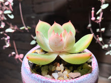 Load image into Gallery viewer, Set O (rooted with pot) | 组合O (已服盆)