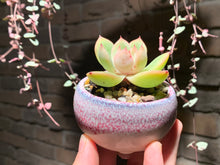 Load image into Gallery viewer, Set O (rooted with pot) | 组合O (已服盆)