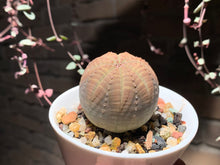 Load image into Gallery viewer, Set O (rooted with pot) | 组合O (已服盆)