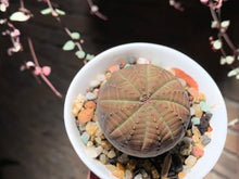 Load image into Gallery viewer, Set O (rooted with pot) | 组合O (已服盆)