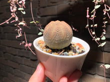 Load image into Gallery viewer, Set O (rooted with pot) | 组合O (已服盆)