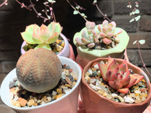 Load image into Gallery viewer, Set O (rooted with pot) | 组合O (已服盆)