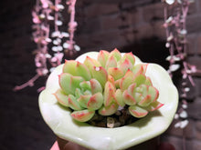 Load image into Gallery viewer, Set P (rooted with pot) | 组合P (已服盆)