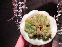 Load image into Gallery viewer, Set P (rooted with pot) | 组合P (已服盆)