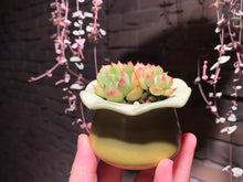 Load image into Gallery viewer, Set P (rooted with pot) | 组合P (已服盆)