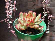 Load image into Gallery viewer, Set P (rooted with pot) | 组合P (已服盆)