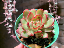 Load image into Gallery viewer, Set P (rooted with pot) | 组合P (已服盆)