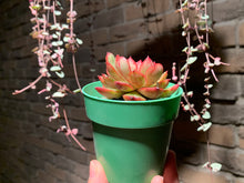 Load image into Gallery viewer, Set P (rooted with pot) | 组合P (已服盆)