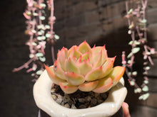 Load image into Gallery viewer, Set P (rooted with pot) | 组合P (已服盆)