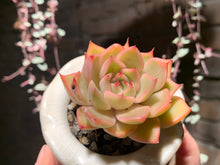 Load image into Gallery viewer, Set P (rooted with pot) | 组合P (已服盆)