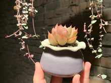 Load image into Gallery viewer, Set P (rooted with pot) | 组合P (已服盆)